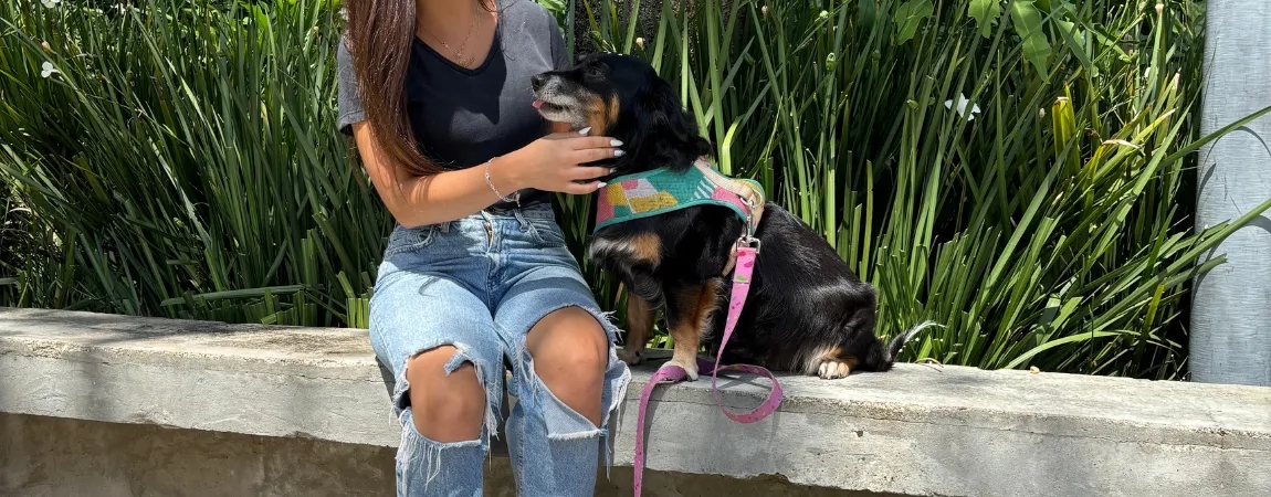 20 Dicas para Viajar Tranquilo com Seu Pet