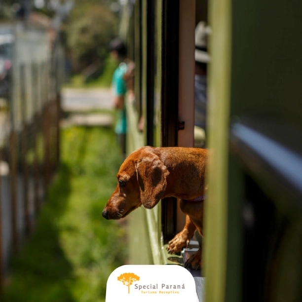 Curitiba com Seu Pet - imagem 3