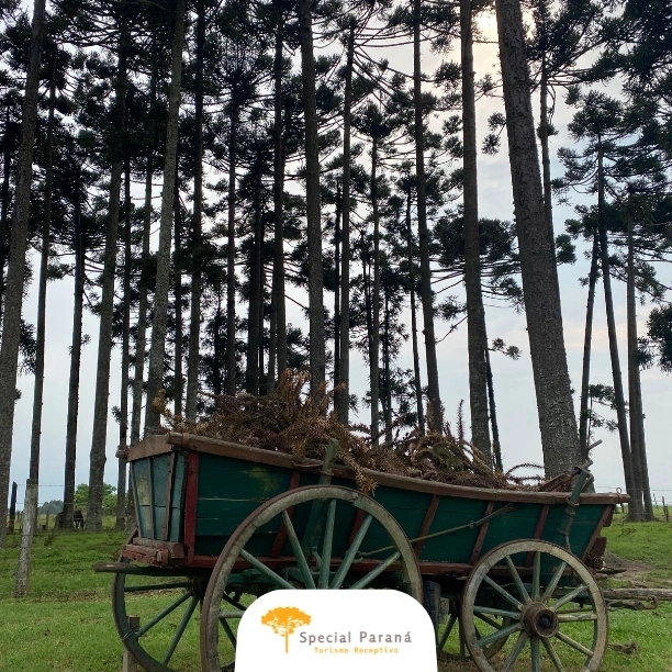 Vila Velha e Witmarsum - privativo - imagem 4